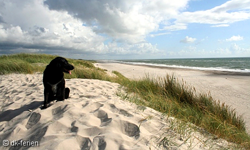Blick auf einen Hund, der in den Dünen sitzt und zur Nordsee guckt