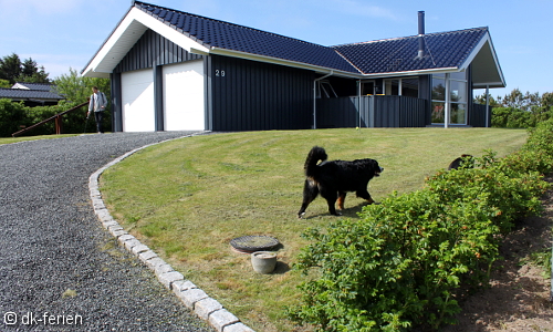 Ein Hund läuft über das Rasengrundstück eines dänischen Ferienhauses