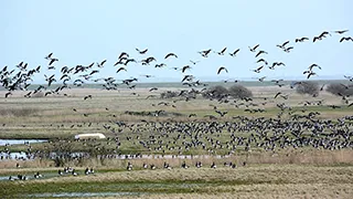 Strand in der Nähe von Mandø Byvejhus