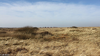 Umgebung von Kongsmark Poolhus