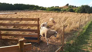 Umgebung von Sommerhus Vildrose