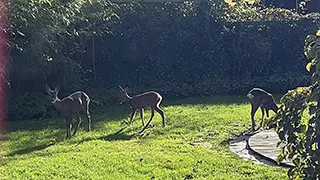 Grundstück von Syren Spahus