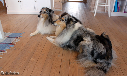 Zwei Hunde liegend auf dem Fußboden in einem dänischen Ferienhaus