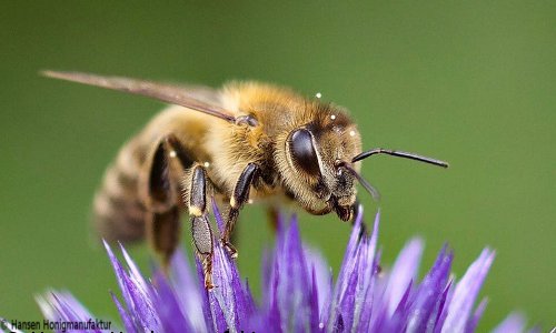 Honigbüne sitzt auf einer Blüte