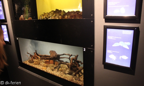 Invasive Lebewesen im Oceanarium in Hirtshals