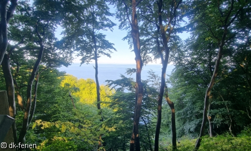 Wald bei Møns Klint