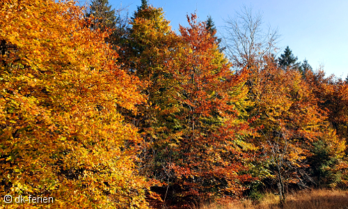 Blick auf Herbstwald in Viborg in Mitteljütland, Dänemark