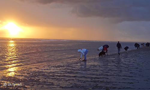 Bernsteinsuche auf Fanø